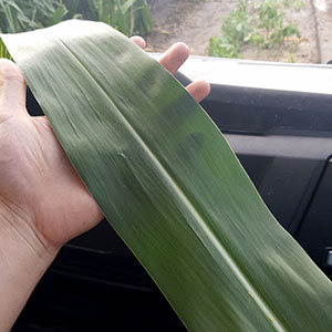 Corn Leaf