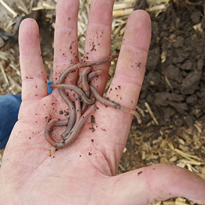 Research | High-Test Ag Humic and Fulvic Acids - Worms Image
